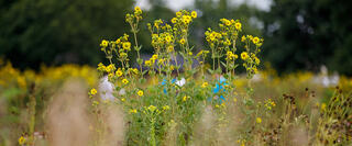 Flowers and grasses in the restored native prairie surrounding library