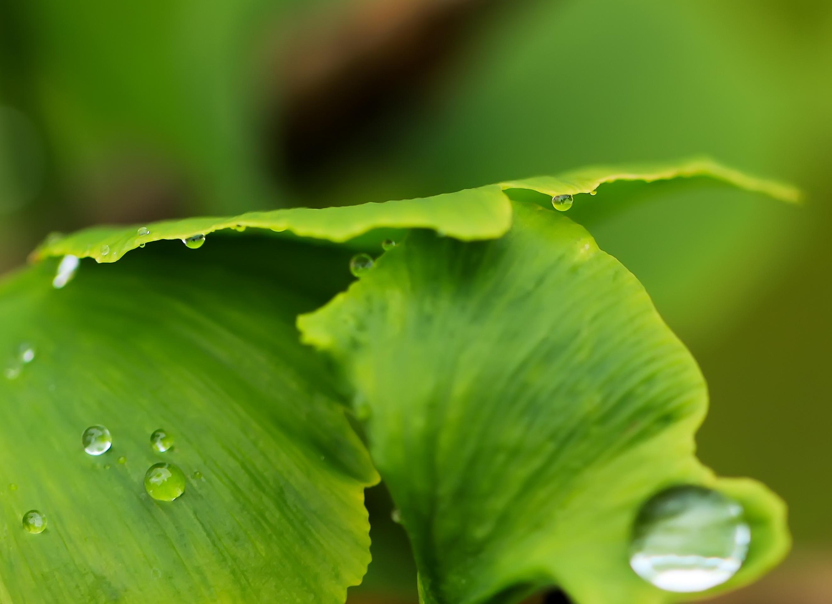 Green leaf with a water droplet