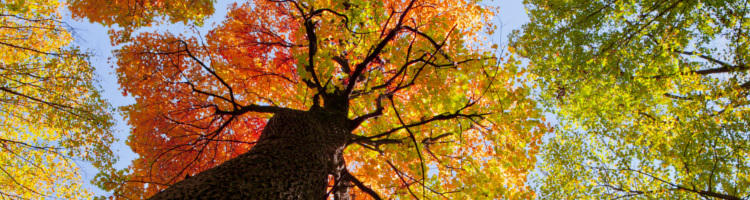 Looking up to the branches and fall leaves of a tall tree. The leaves are colored yellow, red, and green.